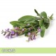 Clary Sage-快樂鼠尾草